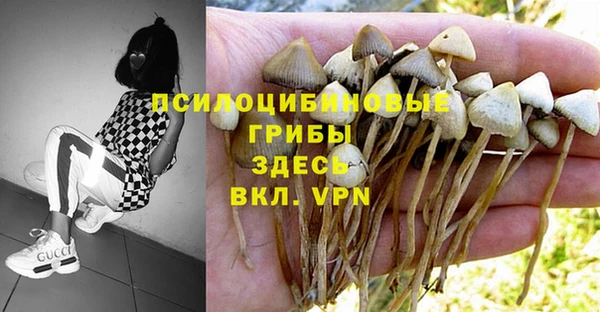 PSILOCYBIN Балабаново